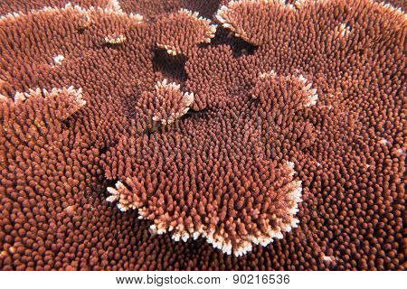 Coral