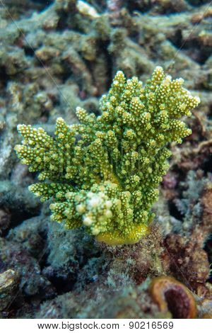 Coral