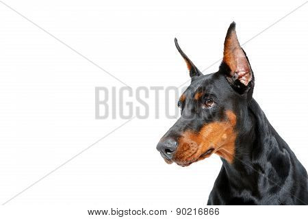 Portrait of dobermann pinscher