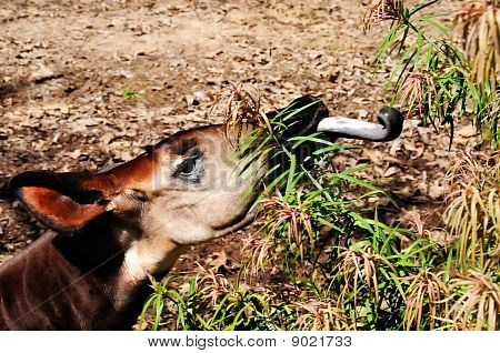 Okapi