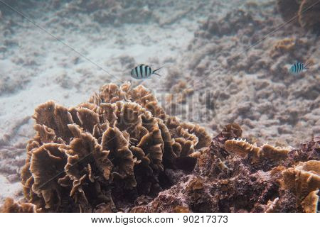 Coral