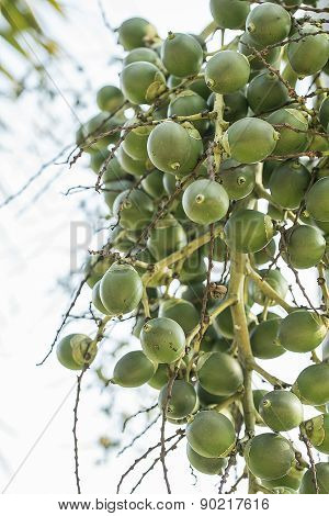Bunch Of Green Areca-nut