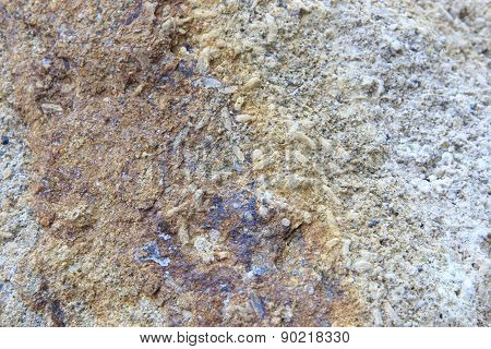 Fossil