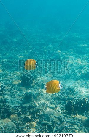 Couple of butterfly fishes