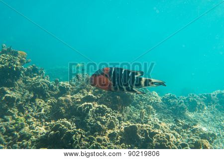 Parrot fish
