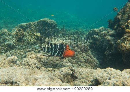 Parrot fish