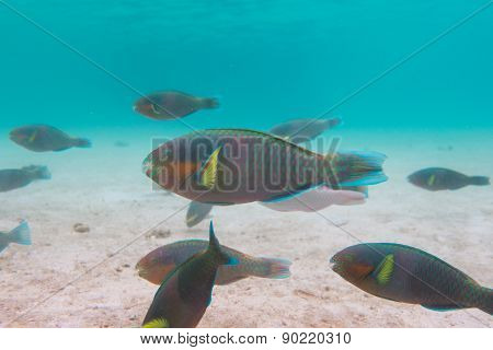 Parrot fishes