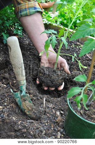 Planting Tomato