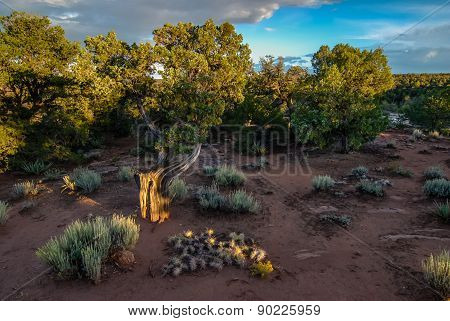 Evening Shadows In High Desert
