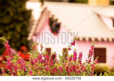 Bush Of Pink Flowers In Garden