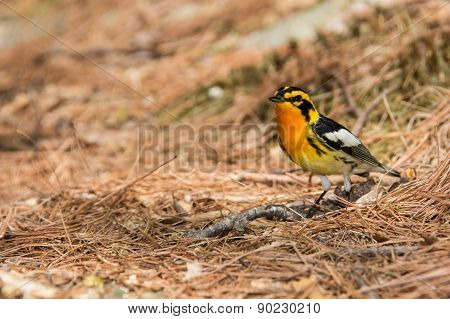 Blackburnian Warbler