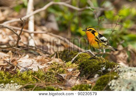 Blackburnian Warbler