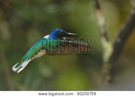 White-necked Jacobin hummingbird