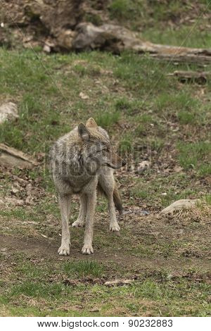 A lone Coyote in a forest environment