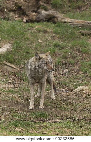 A lone Coyote in a forest environment