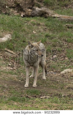 A lone Coyote in a forest environment