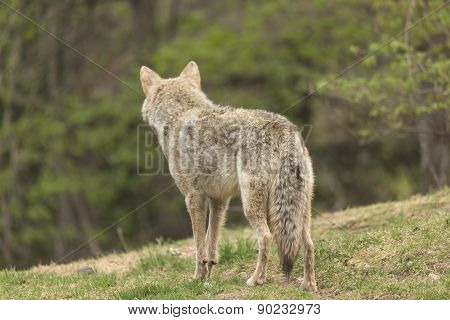 A lone Coyote in a forest environment