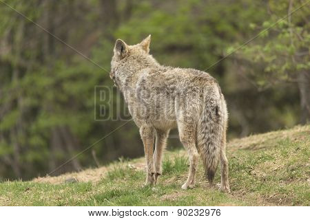 A lone Coyote in a forest environment