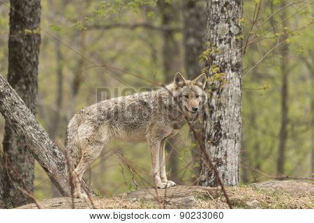A lone Coyote in a forest environment
