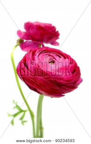 ranunculus