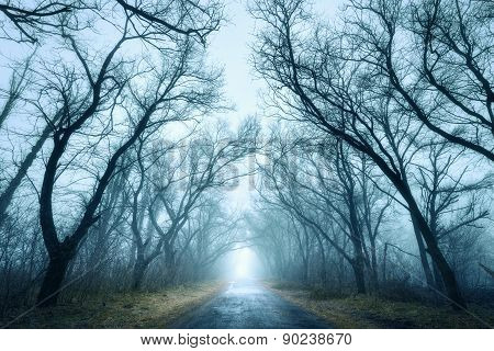 Mysterious Dark Autumn Forest In Green Fog With Road, Trees.