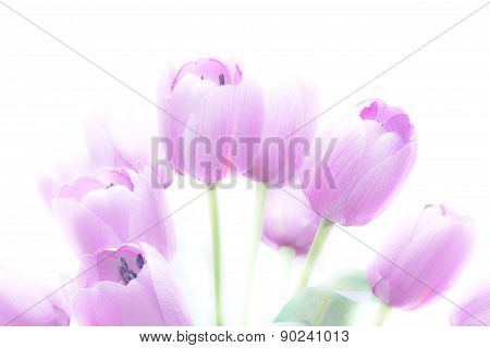 Tulip Flowers High Key Abstract And Soft Color