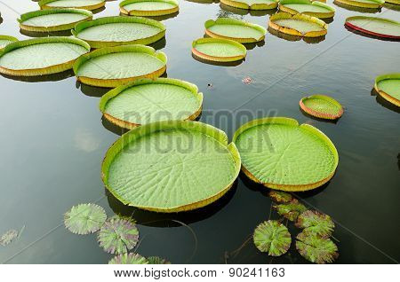 Giant Lily Pads