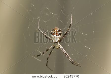 Silver Backed Spider