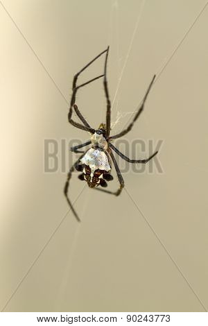 Silver Backed Spider