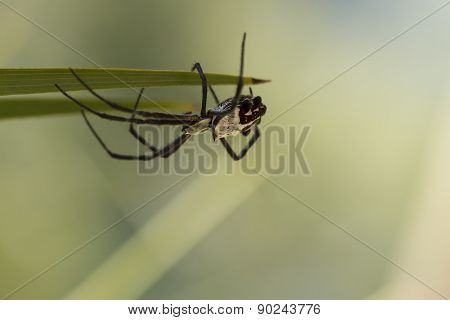 Silver Backed Spider