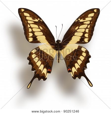 Butterfly Isolated On White.