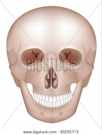 Human Skull Detailed Anatomy