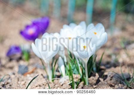 Crocus