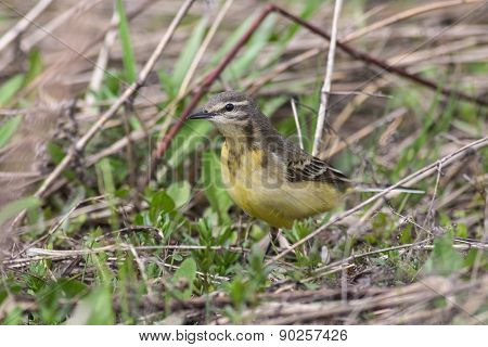 Yellow Wagtail