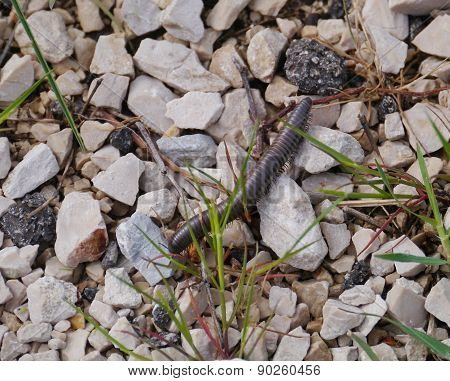 Millipede