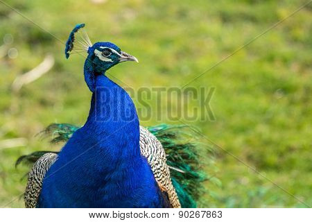 Peacock On Green Background