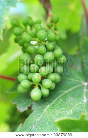 The image of the grapes