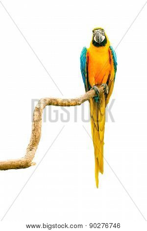 Macaw Parrot On A Twig