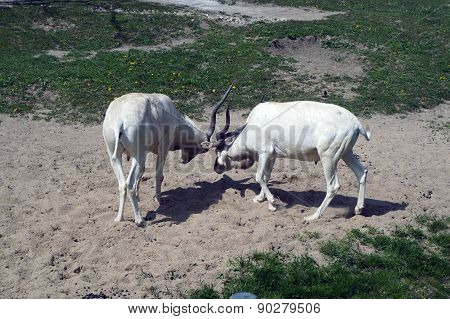 Addax Locking Horns