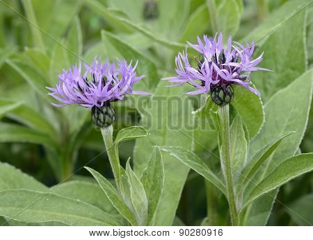 Perenial Cornflower