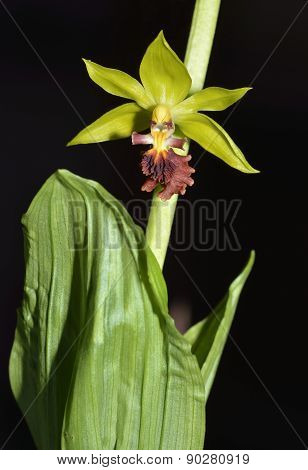 Three Keeled Calanthe Orchid