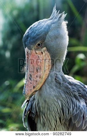 Shoebill