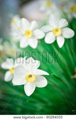 Beautiful White And Yellow Daffodils. Yellow And White Narcissus In A Garden. Soft Focus Or Shallow