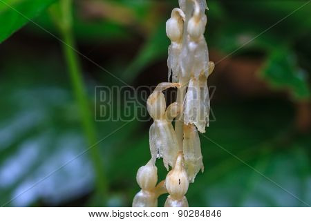 Epipogium roseum (D. Don) Rare species wild orchids in forest of Thailand