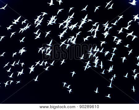 flock of birds