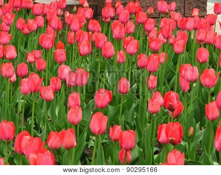 spring background with red tulips