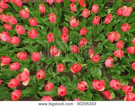 spring background with red tulips