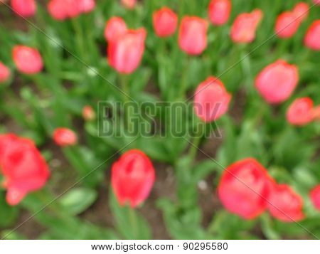 spring background with red tulips