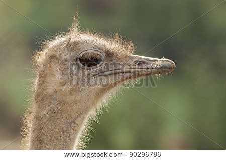 Ostrich