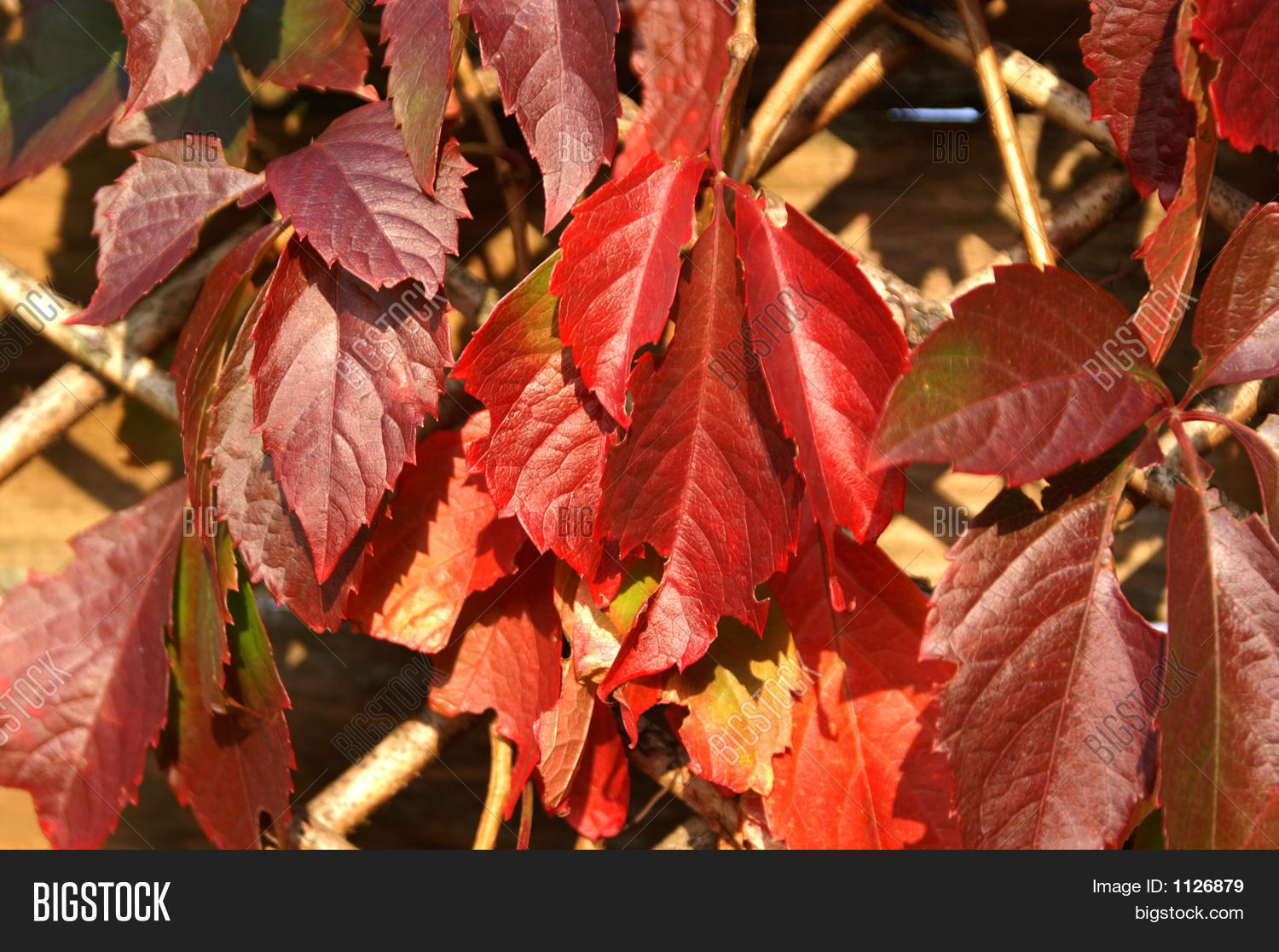Image Preview